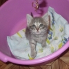 Котенок от Тайской кошечки - Фото 1