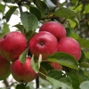 Саженцы плодовых ( яблони,груши, сливы, вишни) - Фото 1
