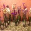 Орхидеи в наличии. - Фото 1