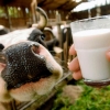 Продам молоко оптом - Фото 1