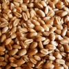 Пшеница, ячмень - Фото 1