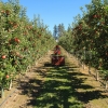 Рабочие в сады на уборку урожая (яблоки) - Фото 1