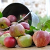 продаем яблоки зимних сортов - Фото 1