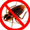 Уничтожение клоров, тараканов и друхих бытовых насекомых в Мичуринске - Фото 1
