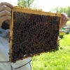 Продам пчелопакеты - Фото 1