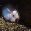 Продам кроликов - Фото 1