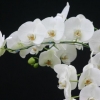 Продам орхидеи - Фото 1