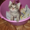 Котенок от Тайской кошечки - Фото 2