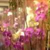 Орхидеи в наличии. - Фото 3