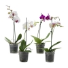 Продам орхидеи - Фото 4
